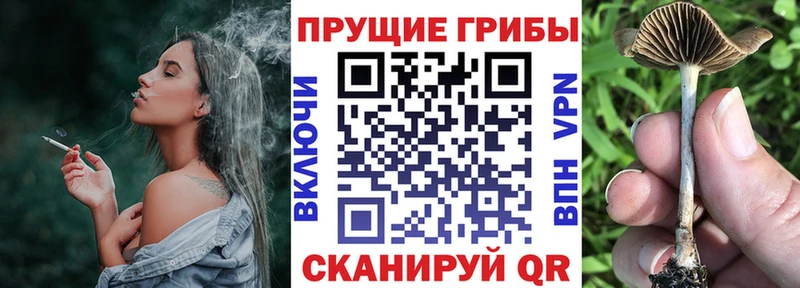 Псилоцибиновые грибы Psilocybe  Купить  Нязепетровск 